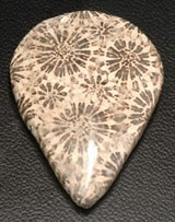 Ariadna gem stones Fossil Coral