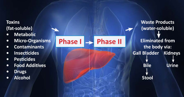 kairos restore 7day detox guide liver detoxication