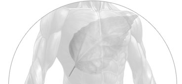 gastrointestinal digestive system